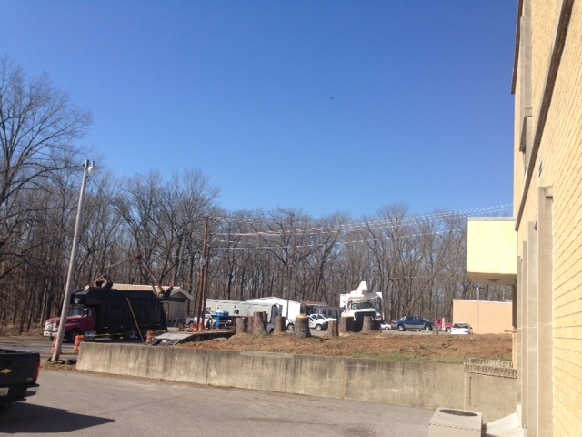 Preparing the Site - Tree removal